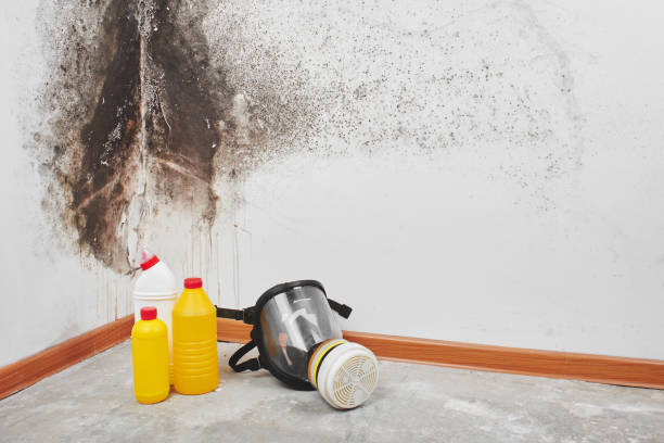Mold Removal and Inspection in Irvington, KY