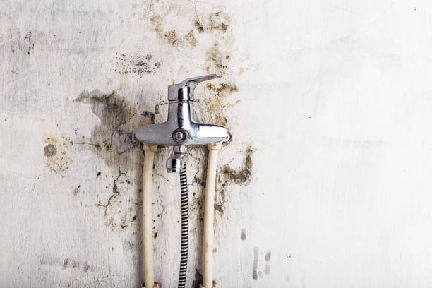 Best Professional Mold Removal  in Irvington, KY