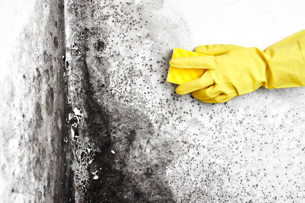 Best Residential Mold Removal  in Irvington, KY