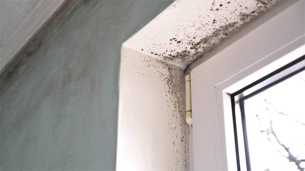 Best Professional Mold Removal  in Irvington, KY