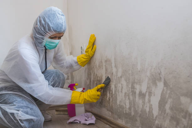 Office Mold Removal Services in Irvington, KY
