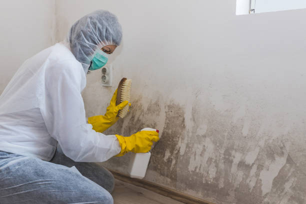 Certified Mold Removal in Irvington, KY