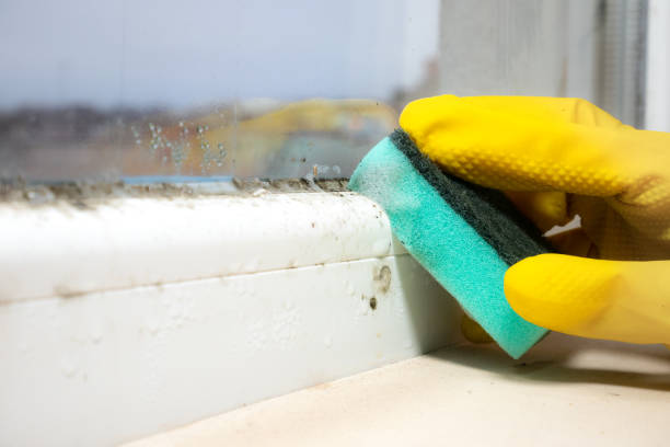 Best Attic Mold Removal  in Irvington, KY