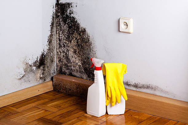 Professional Mold Removal in Irvington, KY