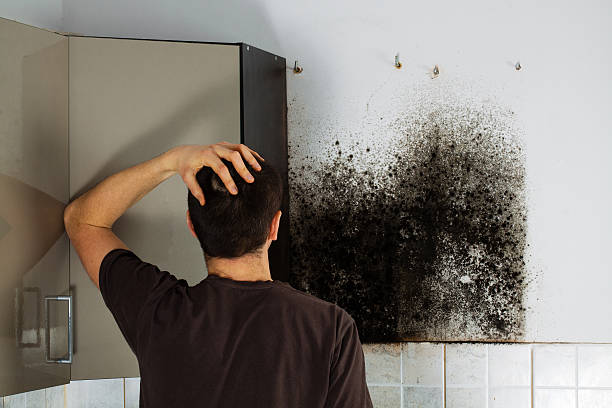 Best Black Mold Removal  in Irvington, KY